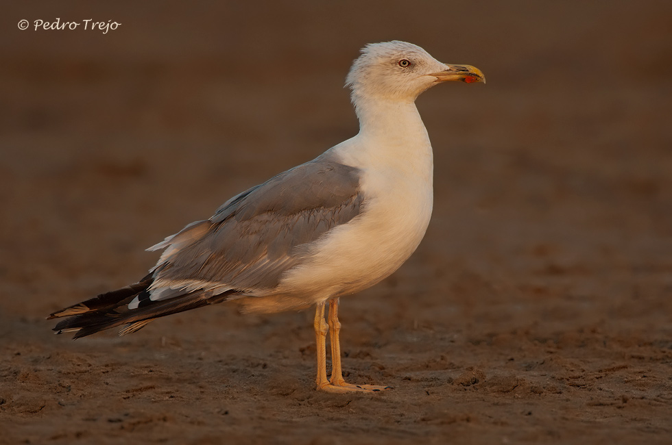 Gaviota patiamarilla (Larus cachinnans)